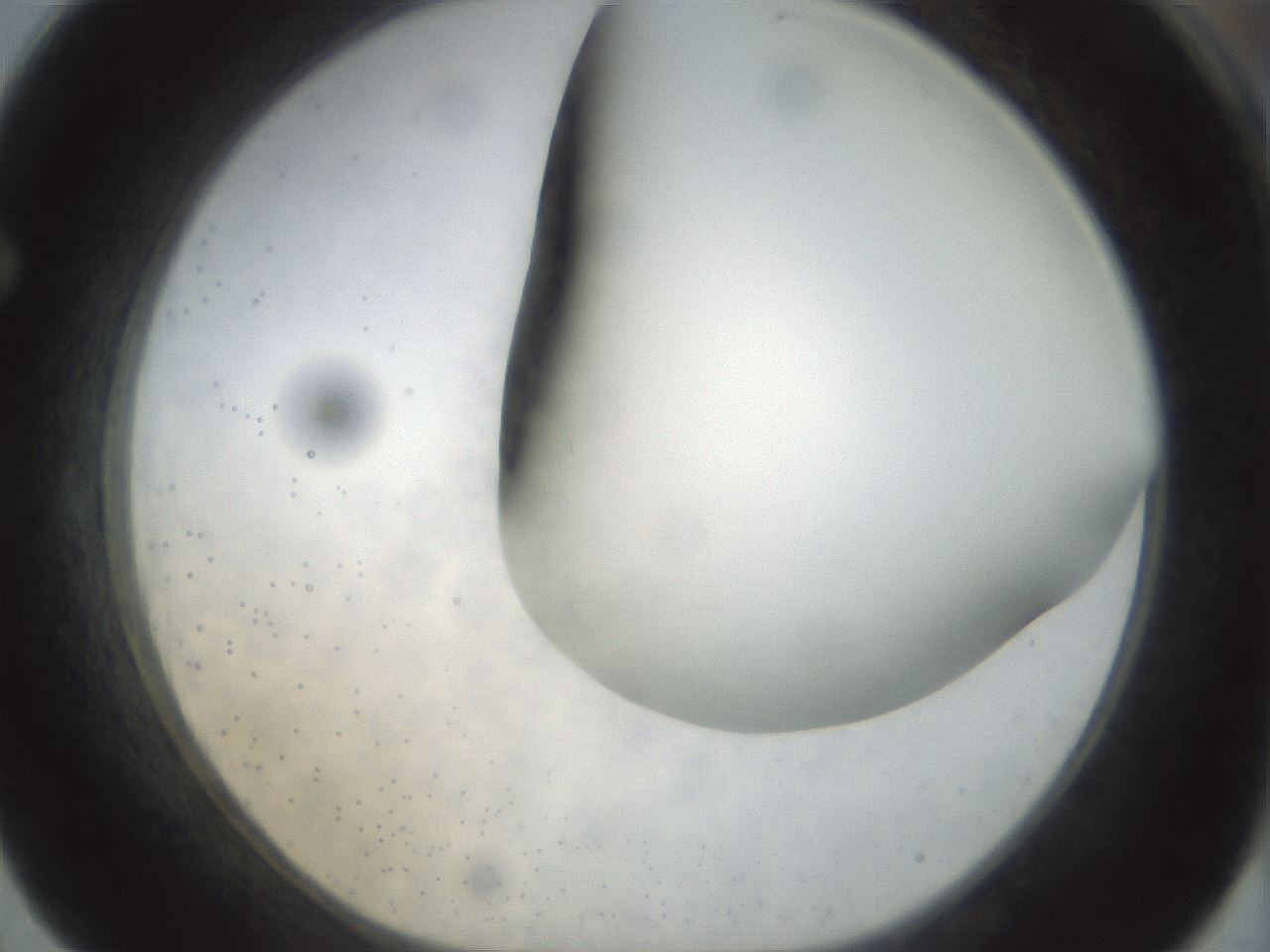 folderID298_plateID1298_batchID4261_wellNum62_profileID1_d1_r78261_ef.jpg