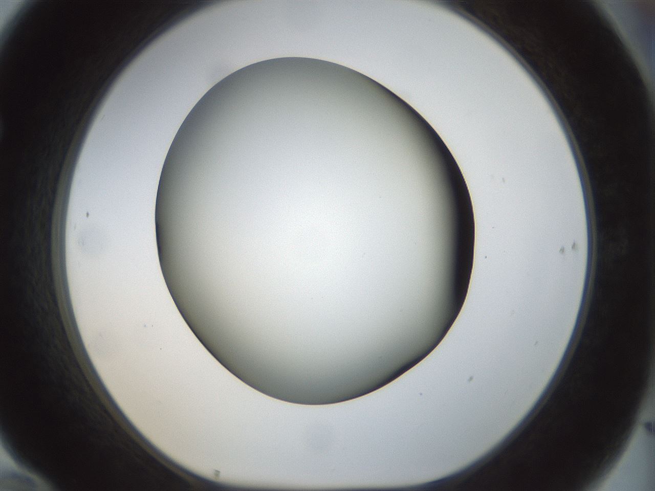 folderID298_plateID1298_batchID4261_wellNum70_profileID1_d1_r78269_ef.jpg