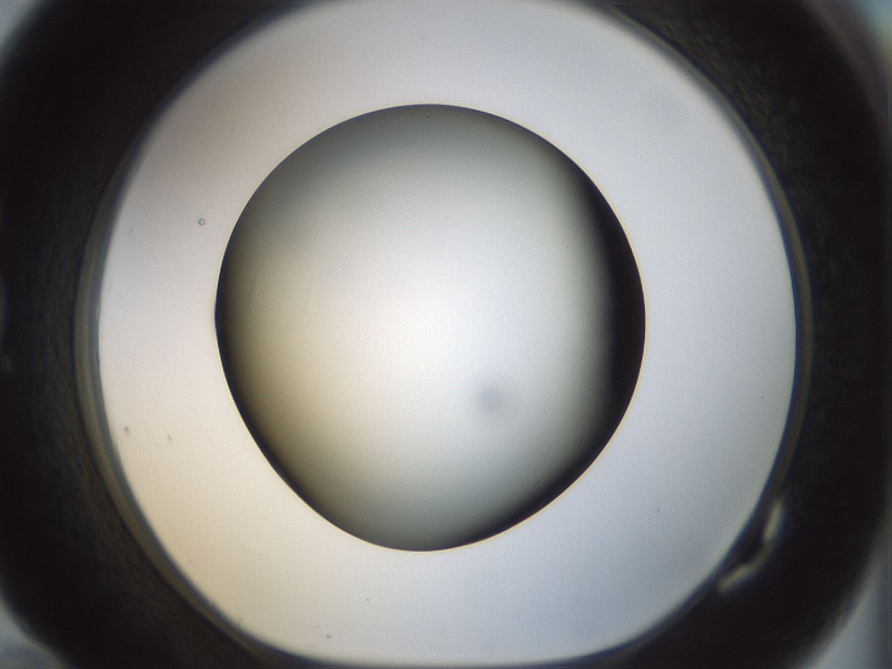 folderID298_plateID1298_batchID4298_wellNum82_profileID1_d1_r78281_ef.jpg