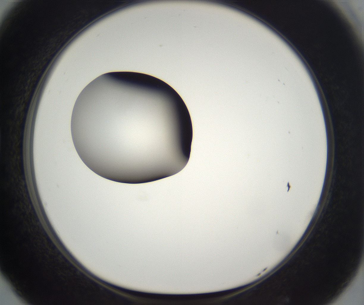 folderID298_plateID2298_batchID10853_wellNum77_profileID1_d1_r161594_ef.jpg