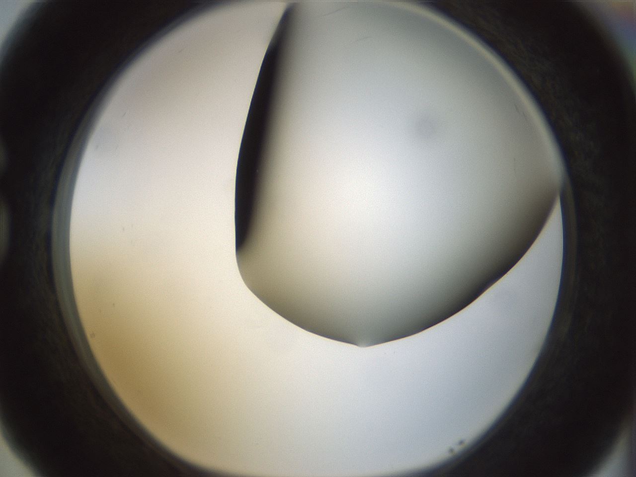 folderID299_plateID1299_batchID4267_wellNum77_profileID1_d1_r78660_ef.jpg