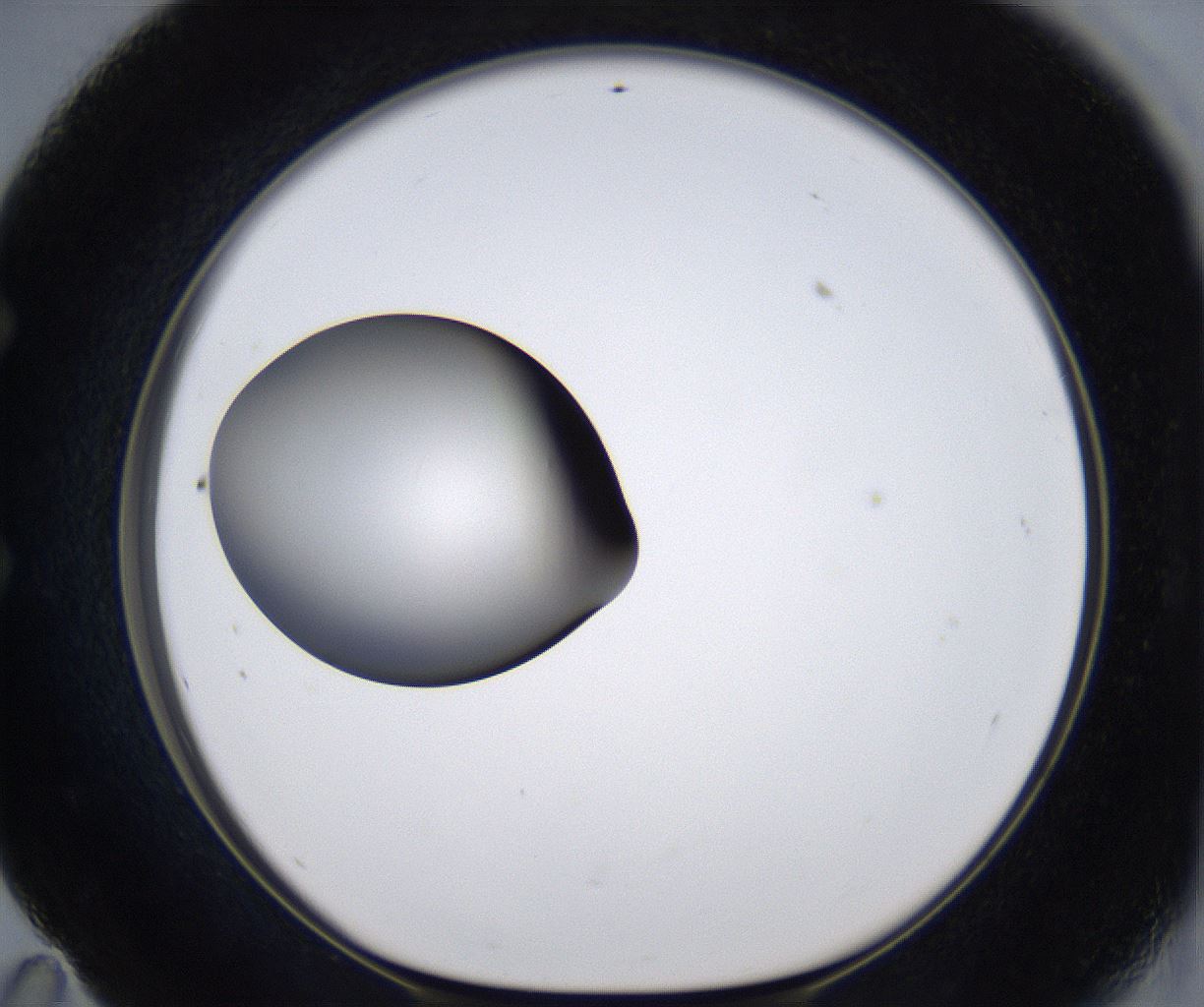 folderID299_plateID2299_batchID10844_wellNum59_profileID1_d1_r161000_ef.jpg