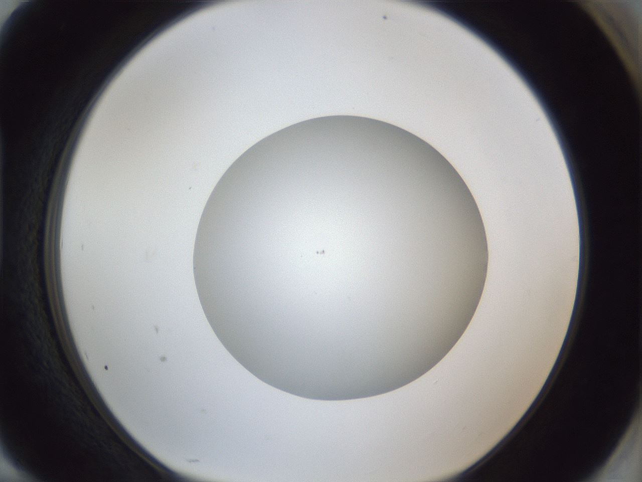 folderID29_plateID1029_batchID1998_wellNum94_profileID1_d1_r44318_ef.jpg