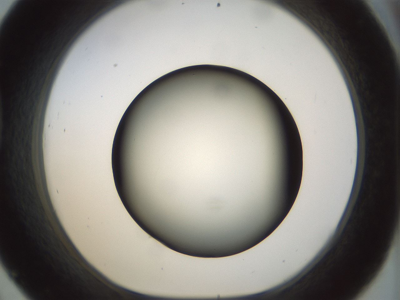folderID298_plateID1298_batchID4261_wellNum45_profileID1_d1_r78244_ef.jpg
