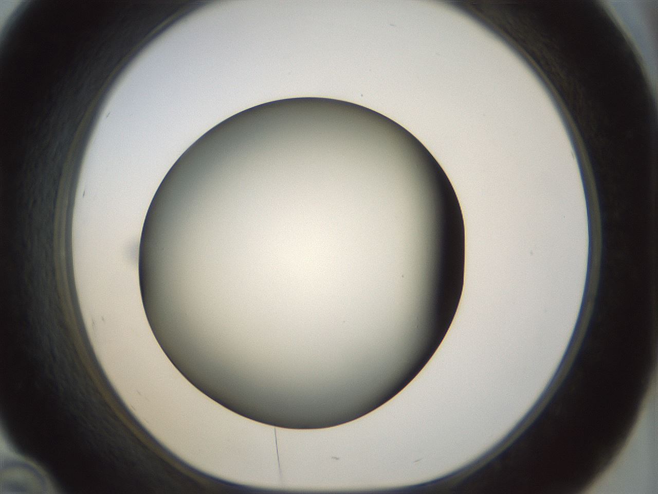 folderID298_plateID1298_batchID4261_wellNum46_profileID1_d1_r78245_ef.jpg