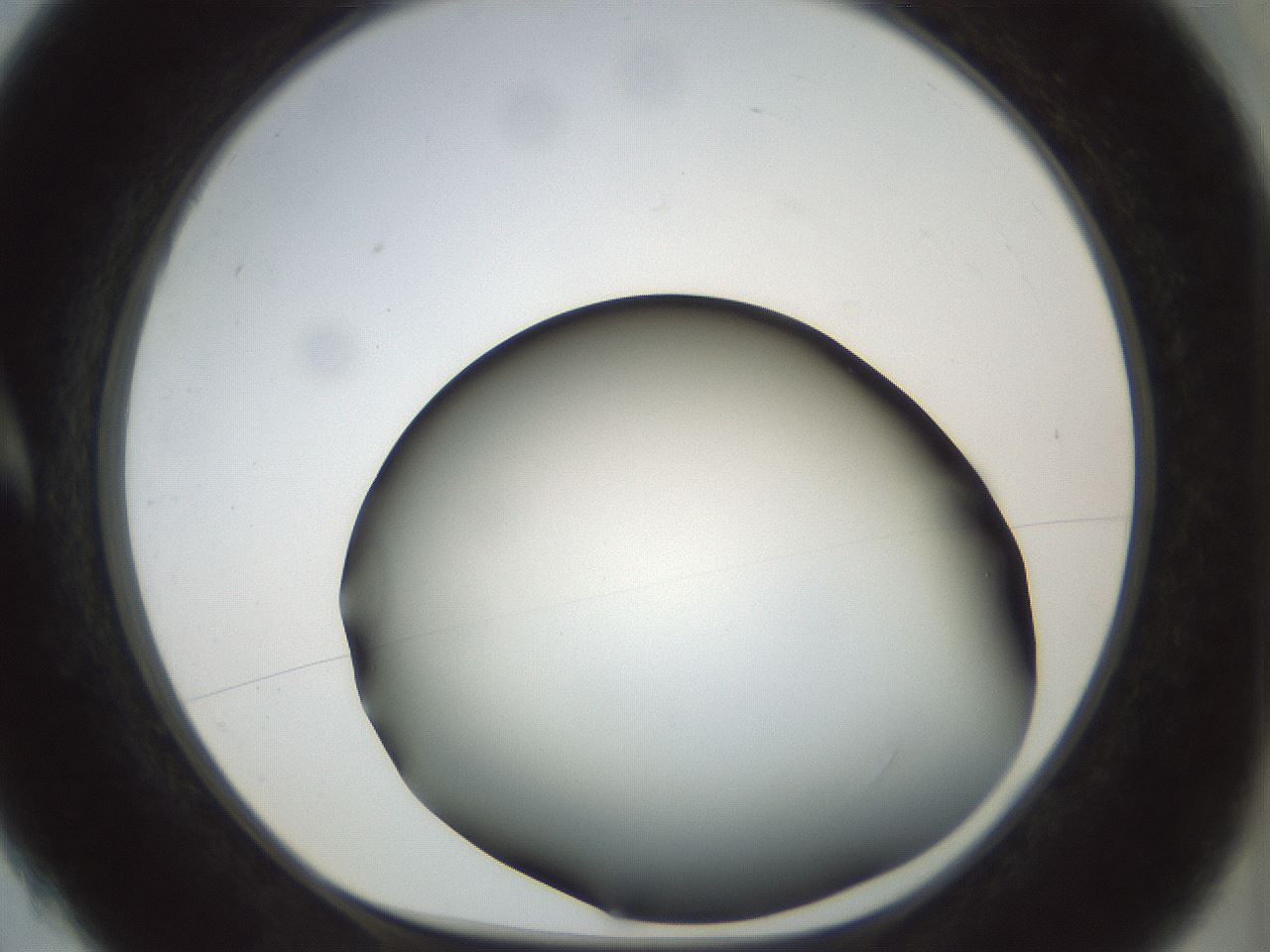folderID298_plateID1298_batchID4261_wellNum4_profileID1_d1_r78203_ef.jpg