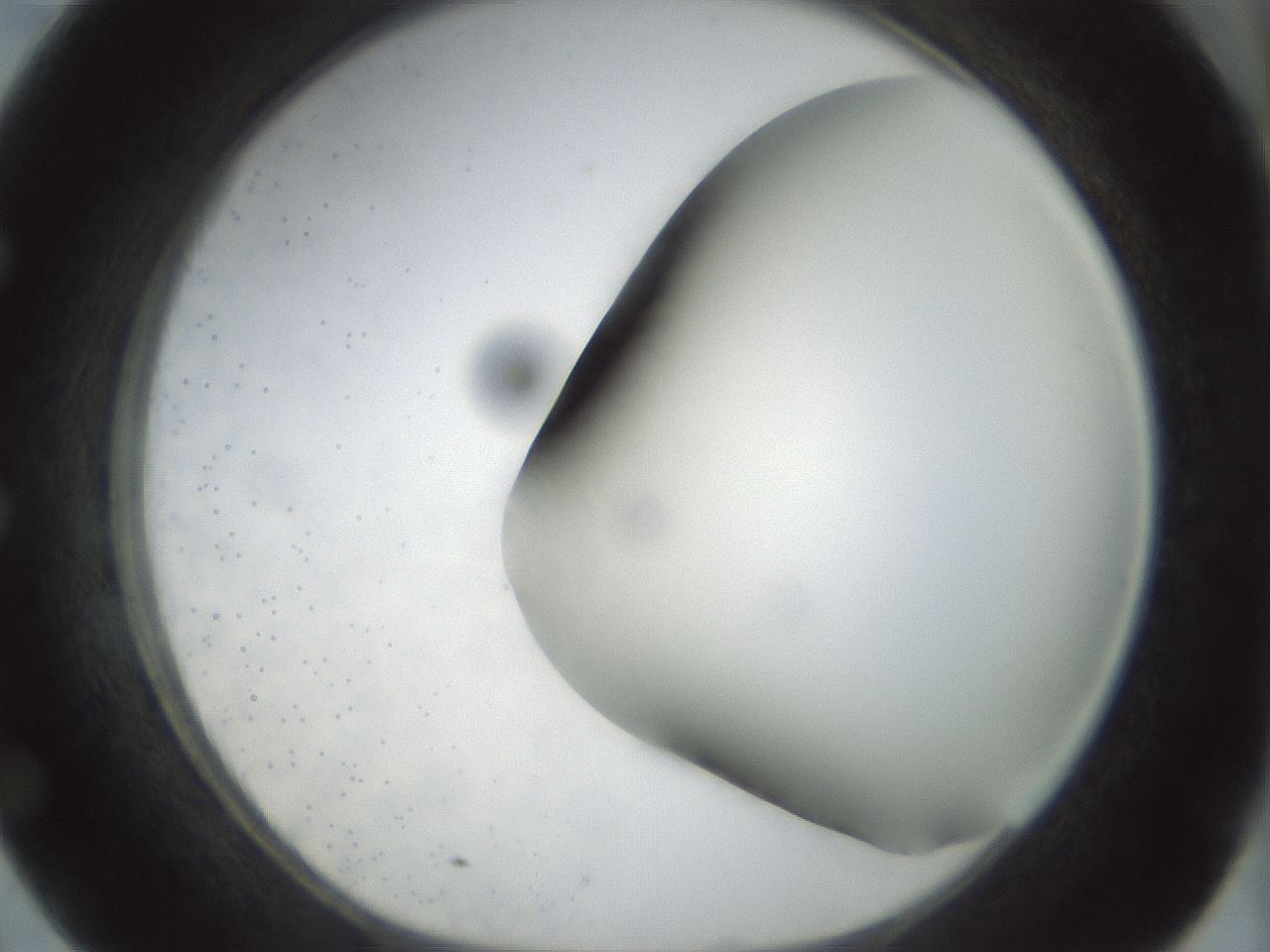 folderID298_plateID1298_batchID4261_wellNum50_profileID1_d1_r78249_ef.jpg