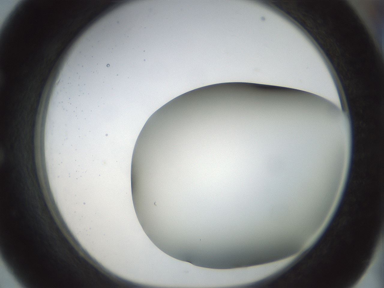 folderID298_plateID1298_batchID4261_wellNum51_profileID1_d1_r78250_ef.jpg