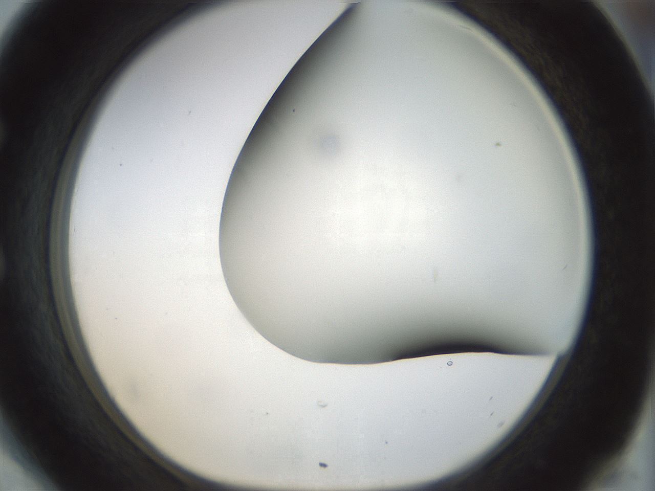 folderID298_plateID1298_batchID4261_wellNum54_profileID1_d1_r78253_ef.jpg