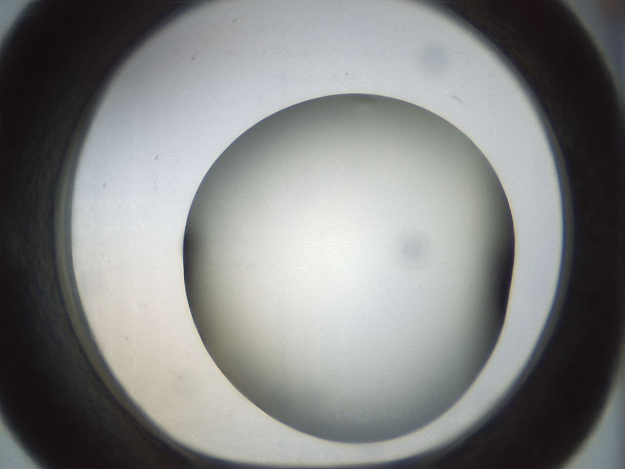folderID298_plateID1298_batchID4261_wellNum55_profileID1_d1_r78254_ef.jpg
