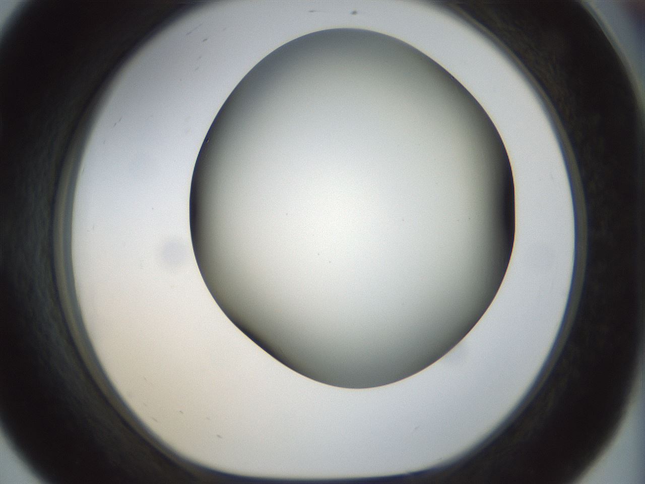 folderID298_plateID1298_batchID4261_wellNum56_profileID1_d1_r78255_ef.jpg