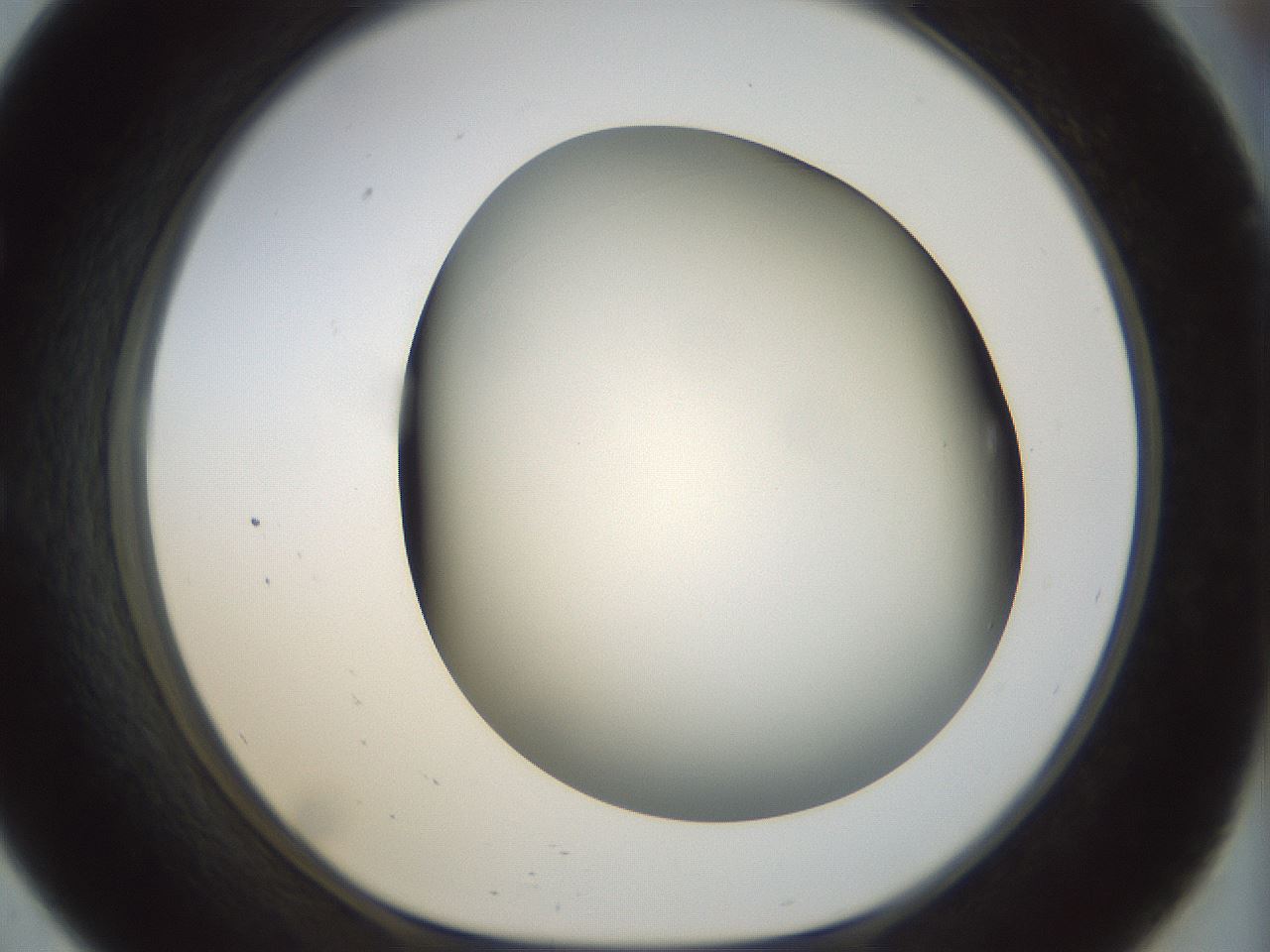 folderID298_plateID1298_batchID4261_wellNum57_profileID1_d1_r78256_ef.jpg