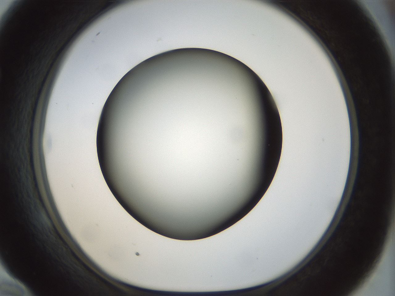 folderID298_plateID1298_batchID4261_wellNum58_profileID1_d1_r78257_ef.jpg