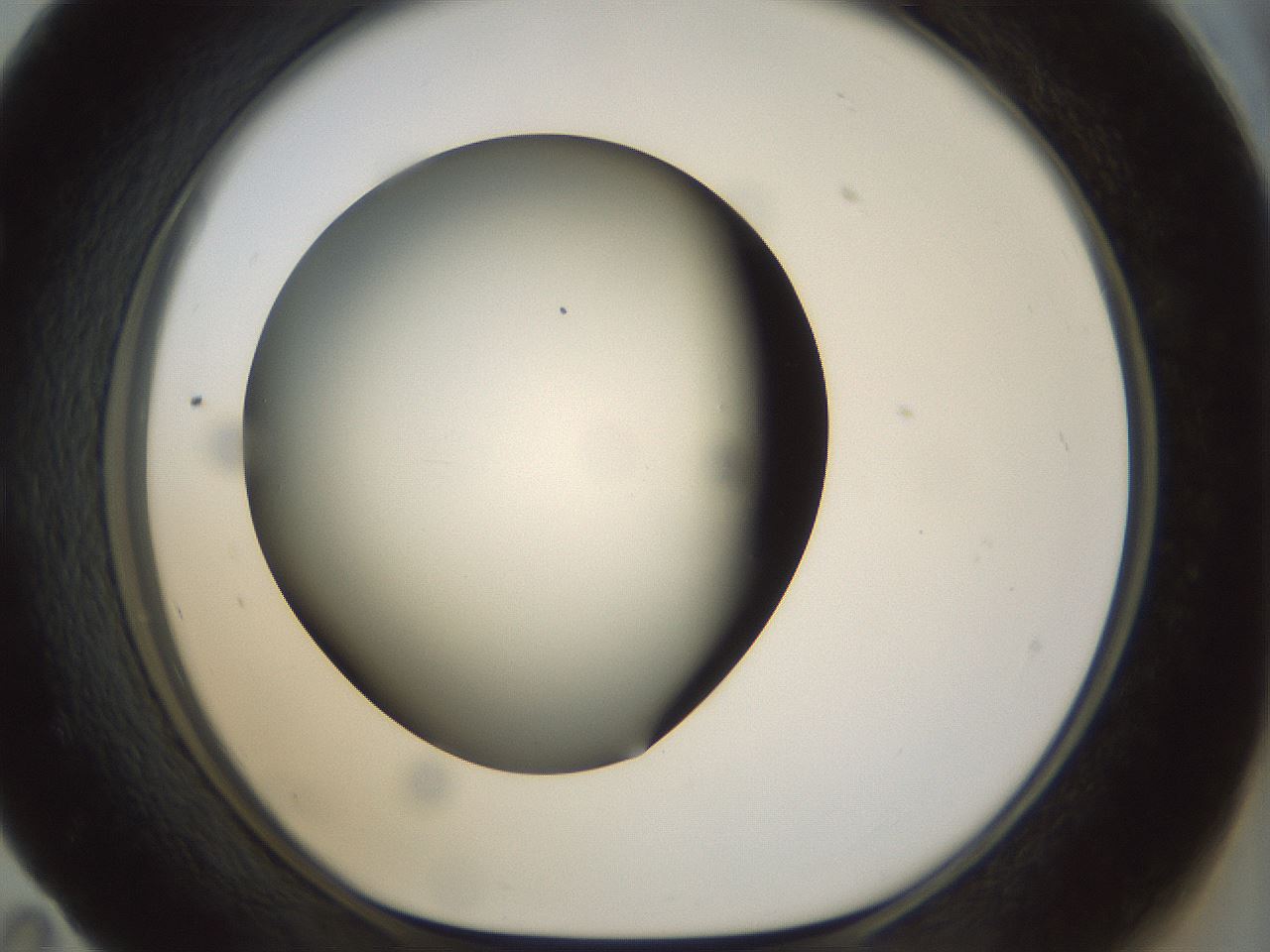 folderID298_plateID1298_batchID4261_wellNum59_profileID1_d1_r78258_ef.jpg