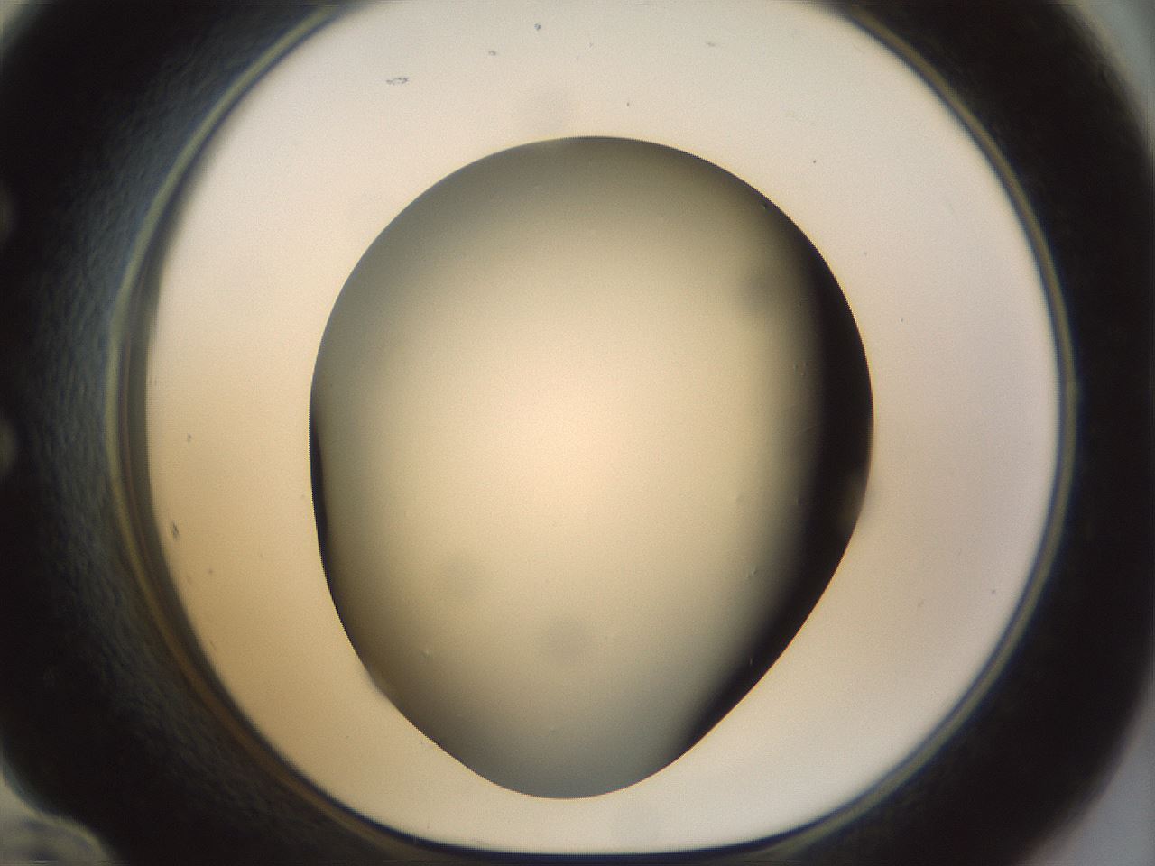 folderID298_plateID1298_batchID4261_wellNum60_profileID1_d1_r78259_ef.jpg