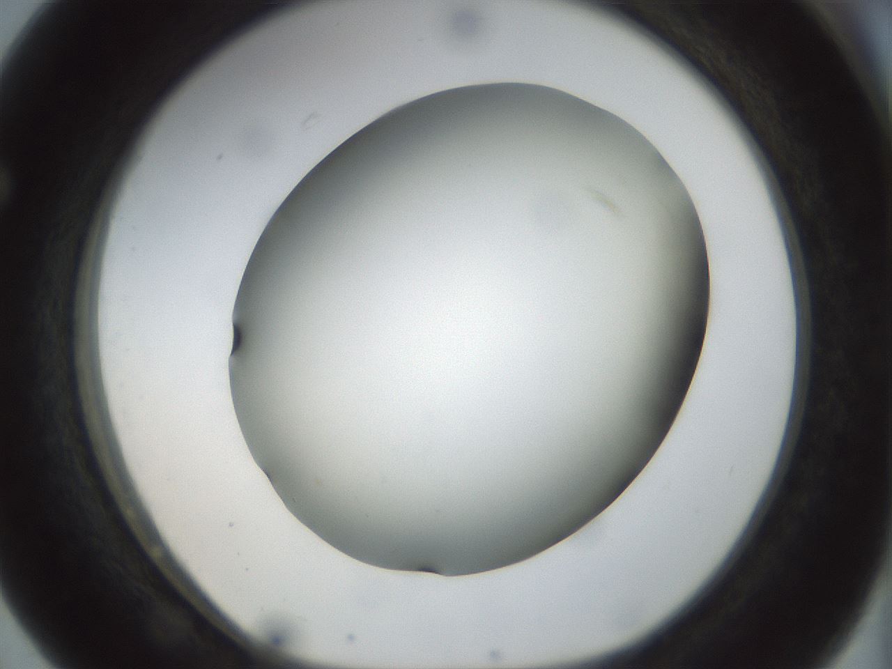 folderID298_plateID1298_batchID4261_wellNum63_profileID1_d1_r78262_ef.jpg