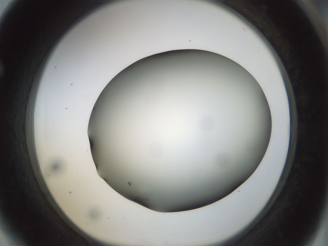 folderID298_plateID1298_batchID4261_wellNum64_profileID1_d1_r78263_ef.jpg