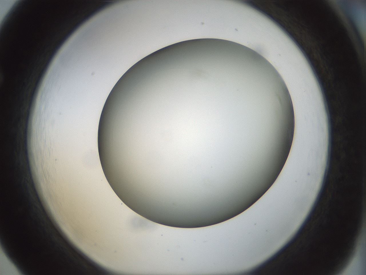 folderID298_plateID1298_batchID4261_wellNum65_profileID1_d1_r78264_ef.jpg