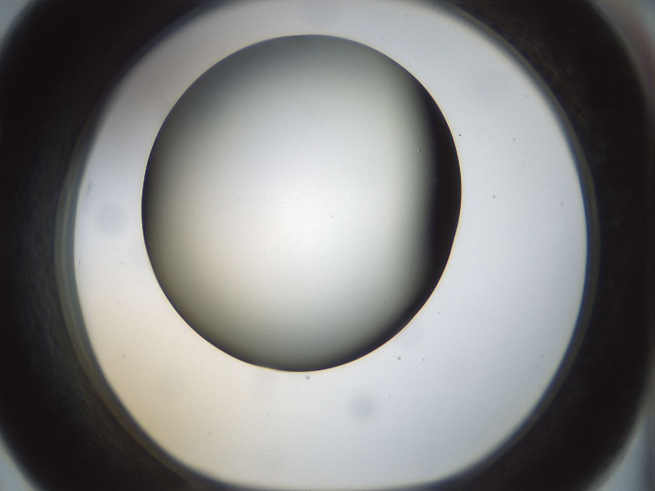 folderID298_plateID1298_batchID4261_wellNum67_profileID1_d1_r78266_ef.jpg