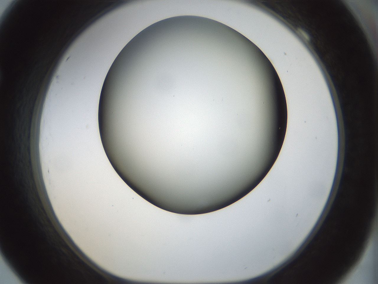 folderID298_plateID1298_batchID4261_wellNum69_profileID1_d1_r78268_ef.jpg
