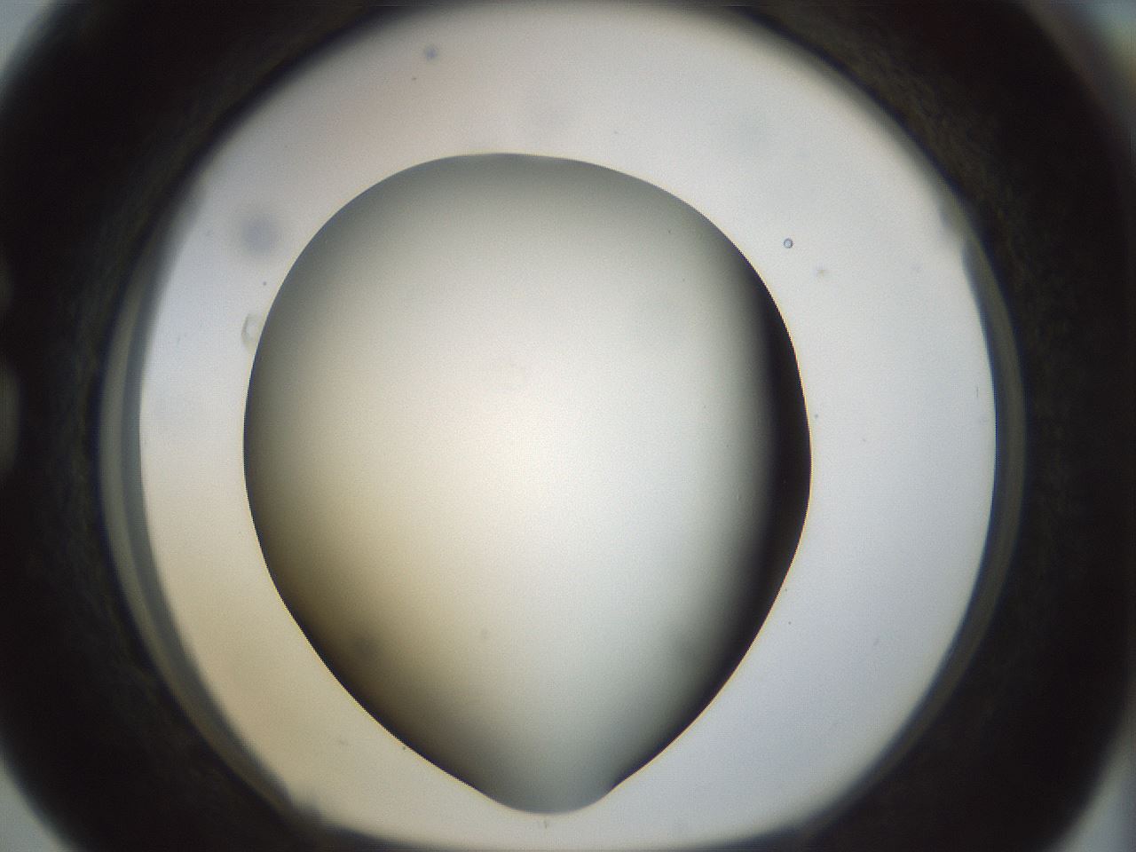folderID298_plateID1298_batchID4261_wellNum76_profileID1_d1_r78275_ef.jpg