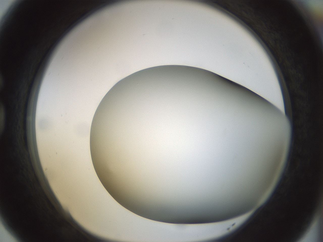 folderID298_plateID1298_batchID4261_wellNum77_profileID1_d1_r78276_ef.jpg