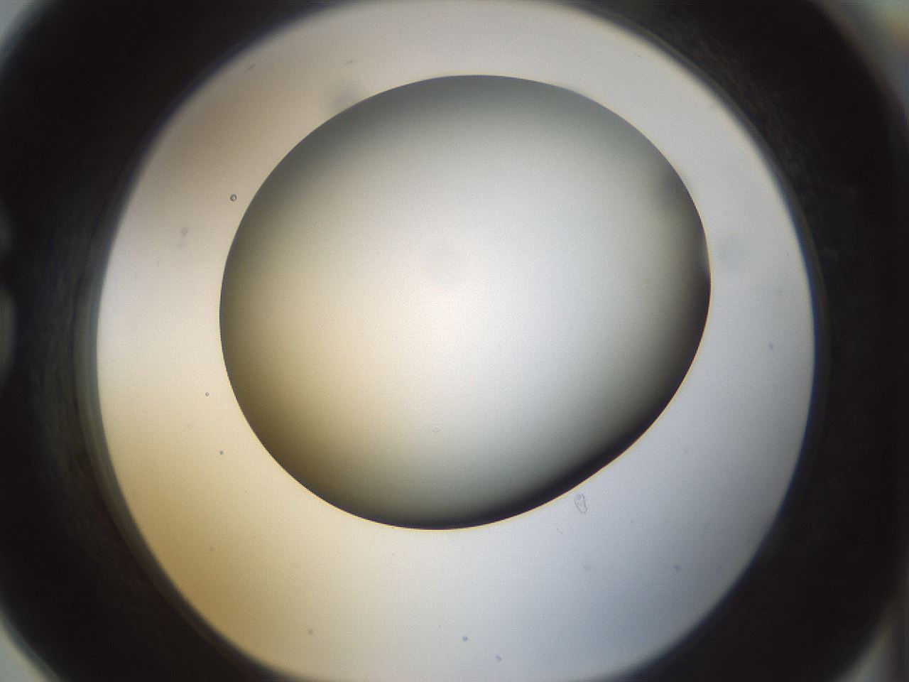 folderID298_plateID1298_batchID4261_wellNum78_profileID1_d1_r78277_ef.jpg