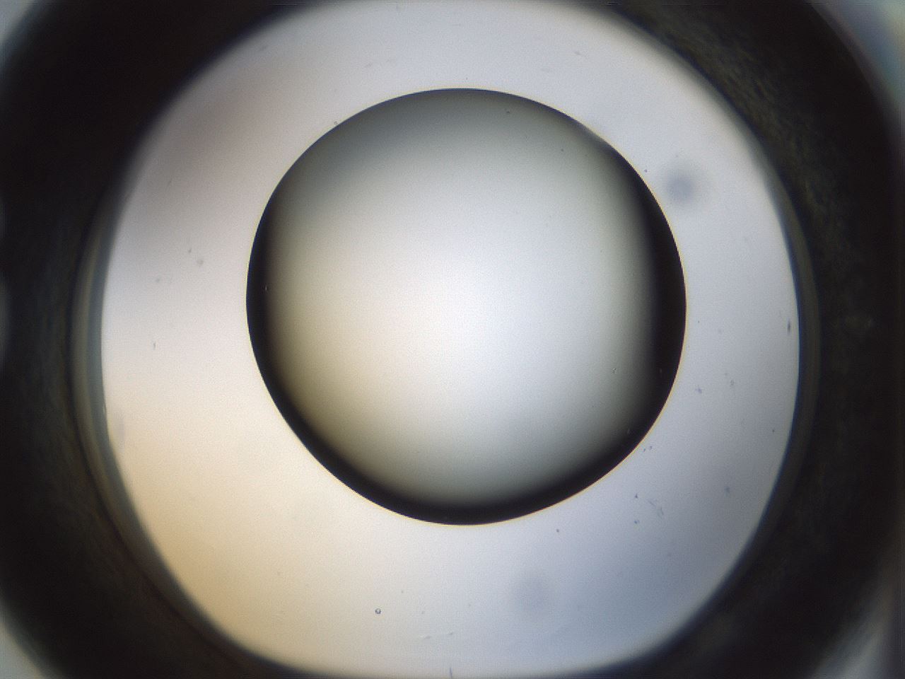 folderID298_plateID1298_batchID4261_wellNum80_profileID1_d1_r78279_ef.jpg