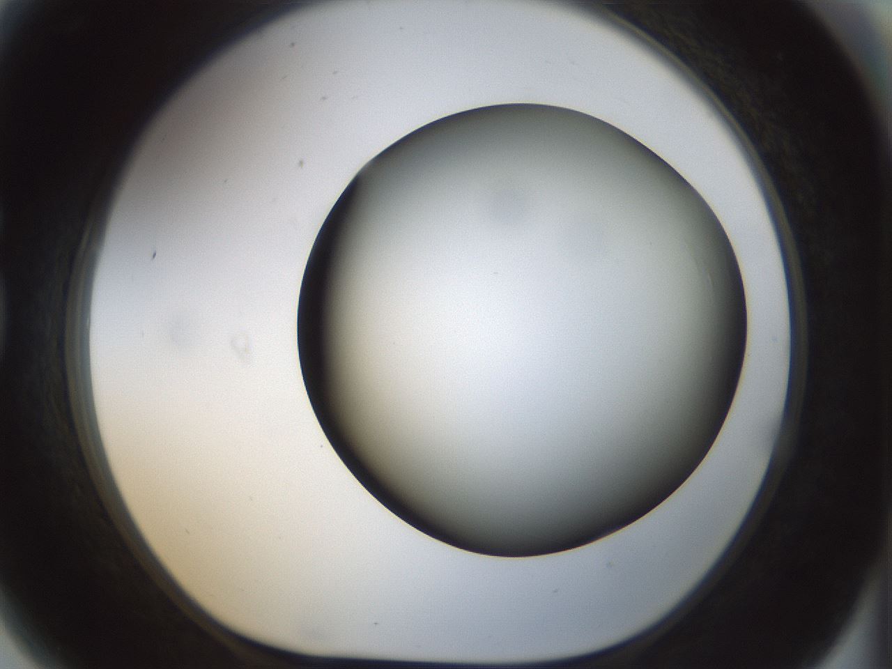 folderID298_plateID1298_batchID4261_wellNum81_profileID1_d1_r78280_ef.jpg
