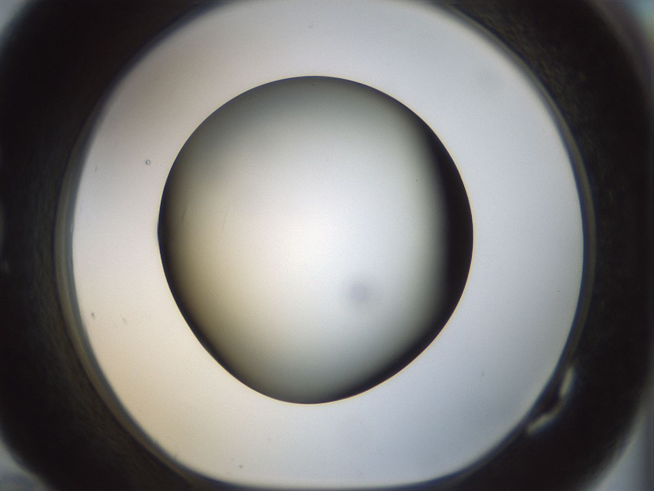 folderID298_plateID1298_batchID4261_wellNum82_profileID1_d1_r78281_ef.jpg