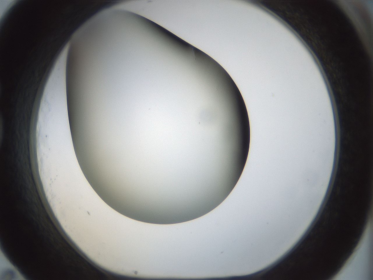 folderID298_plateID1298_batchID4261_wellNum83_profileID1_d1_r78282_ef.jpg