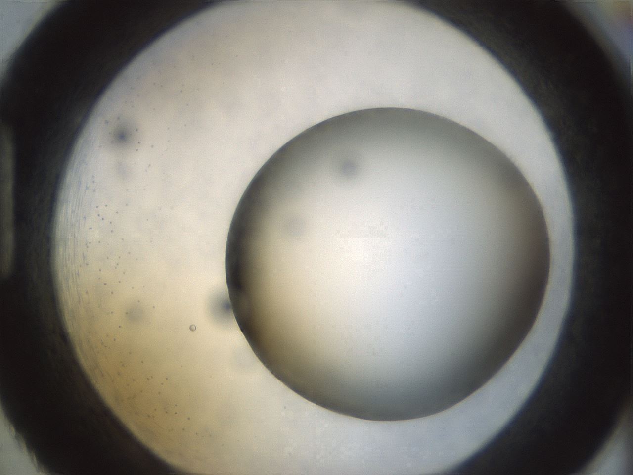 folderID298_plateID1298_batchID4261_wellNum86_profileID1_d1_r78285_ef.jpg