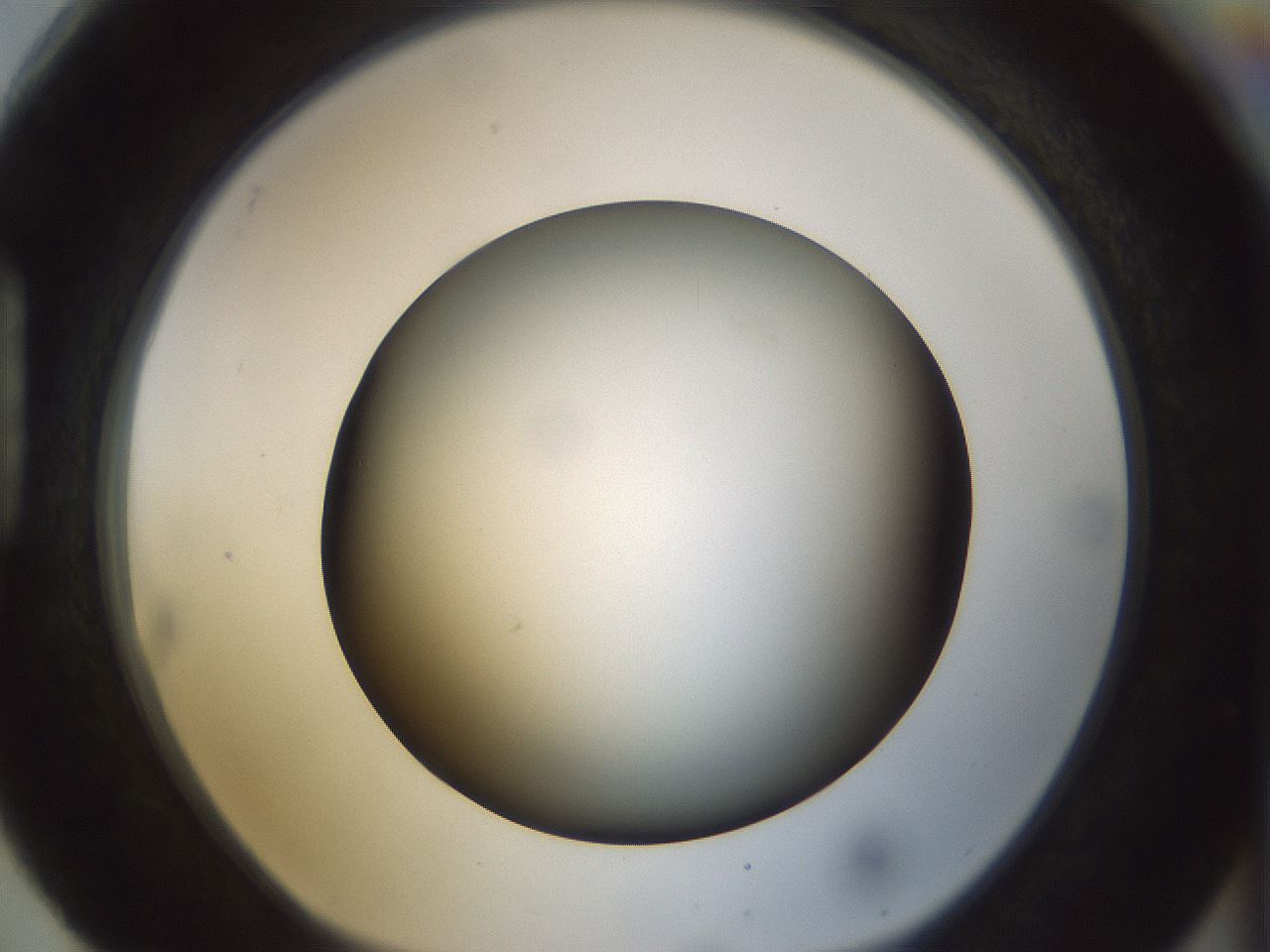folderID298_plateID1298_batchID4261_wellNum88_profileID1_d1_r78287_ef.jpg