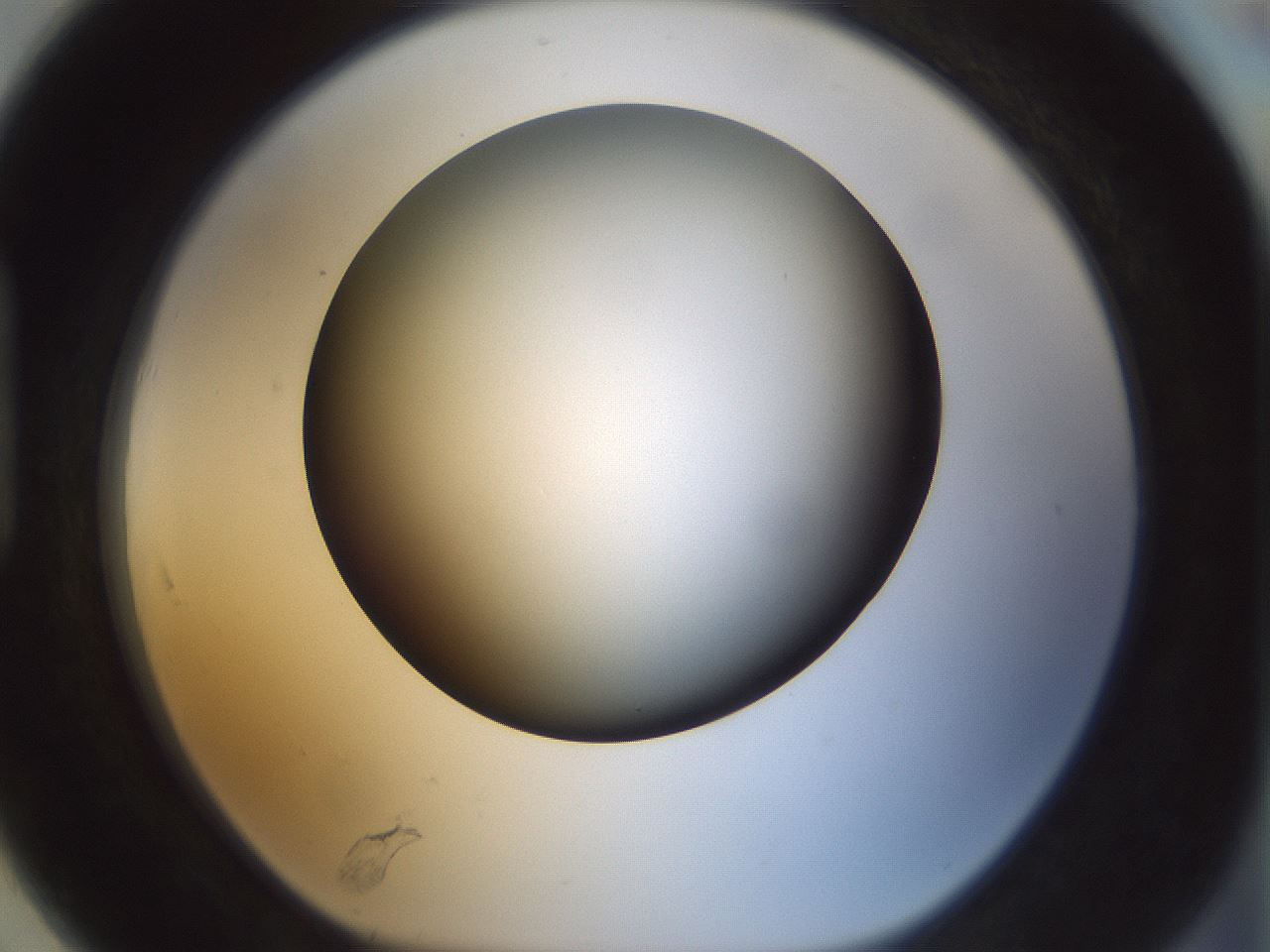 folderID298_plateID1298_batchID4261_wellNum91_profileID1_d1_r78290_ef.jpg