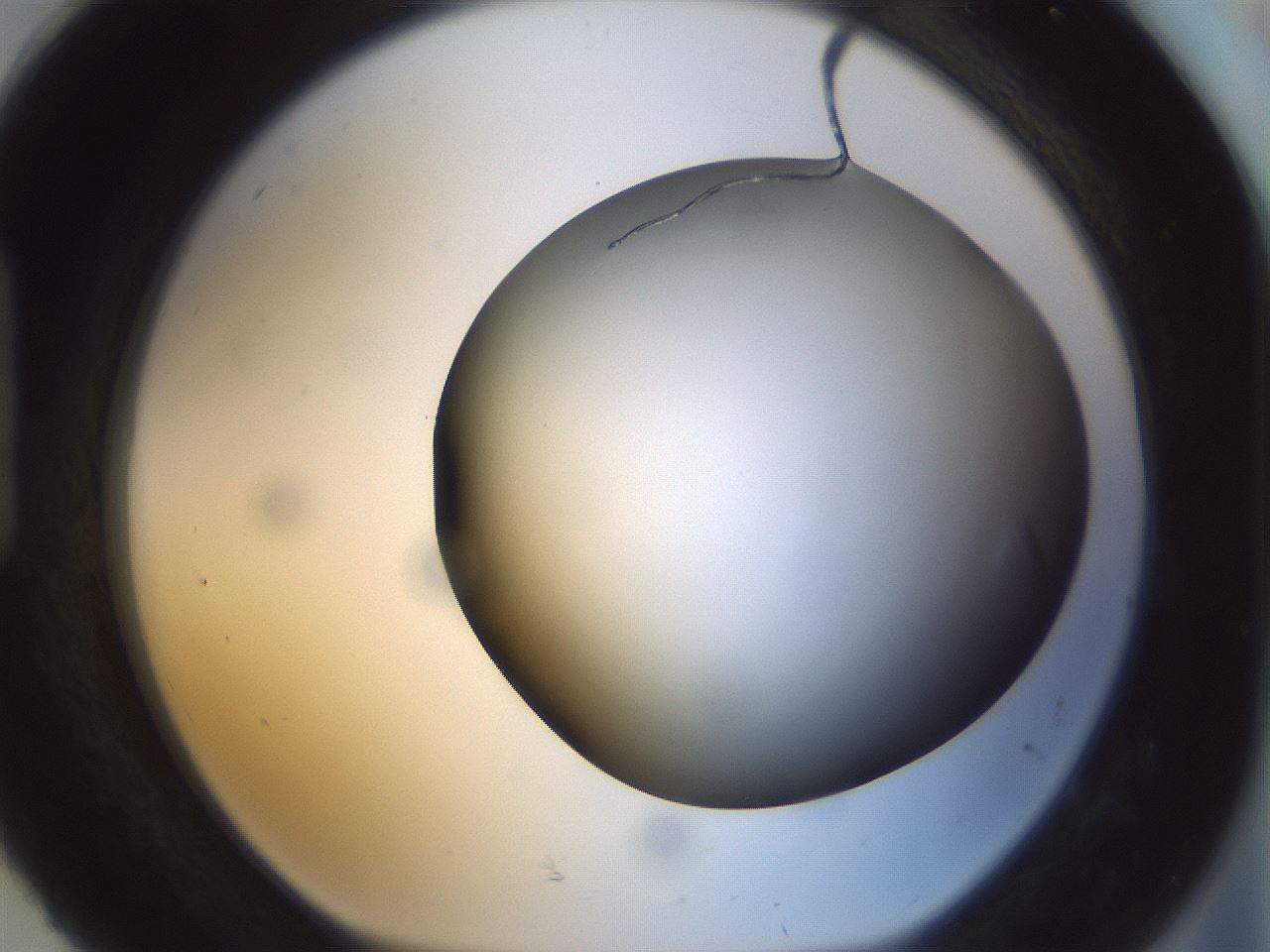 folderID298_plateID1298_batchID4261_wellNum92_profileID1_d1_r78291_ef.jpg
