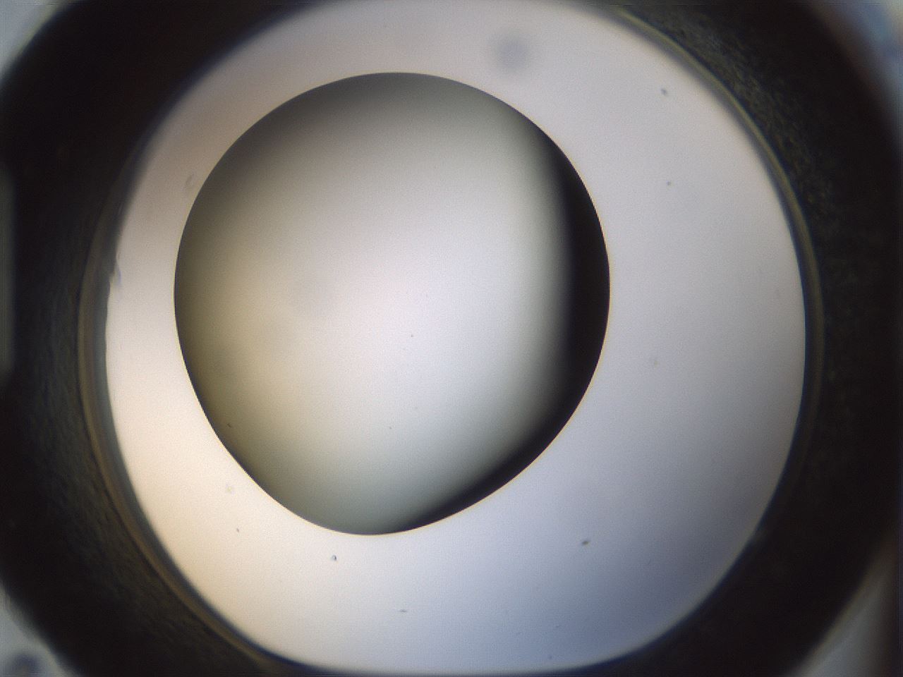 folderID298_plateID1298_batchID4261_wellNum95_profileID1_d1_r78294_ef.jpg