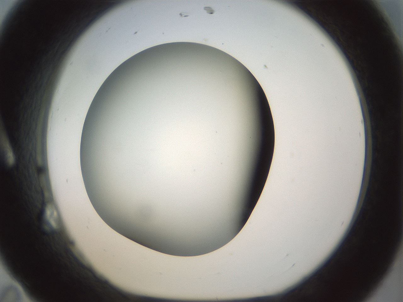 folderID298_plateID1298_batchID4298_wellNum11_profileID1_d1_r78210_ef.jpg