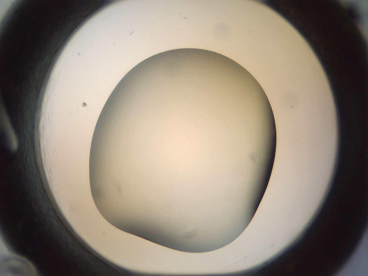 folderID298_plateID1298_batchID4298_wellNum12_profileID1_d1_r78211_ef.jpg