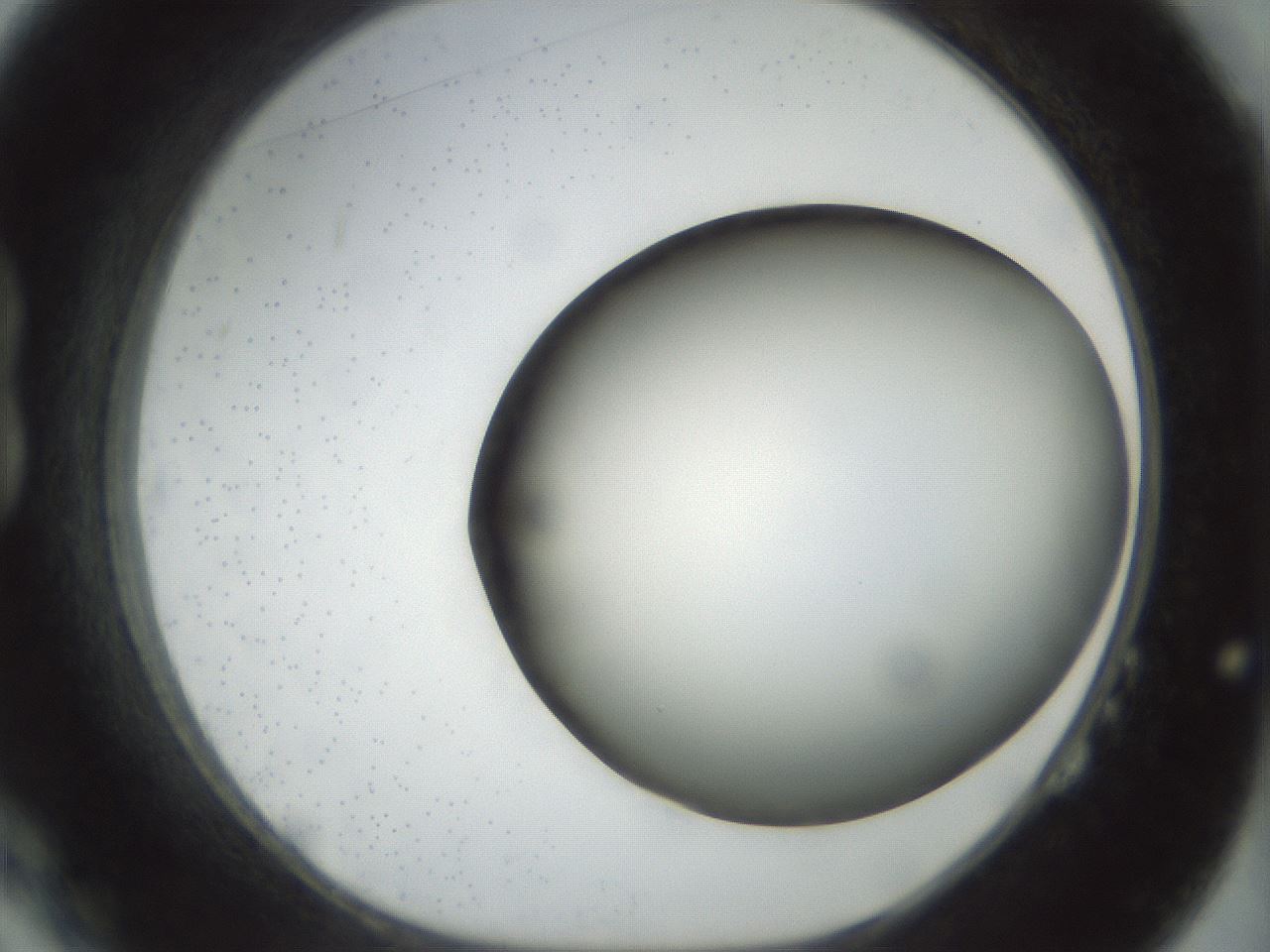 folderID298_plateID1298_batchID4298_wellNum14_profileID1_d1_r78213_ef.jpg