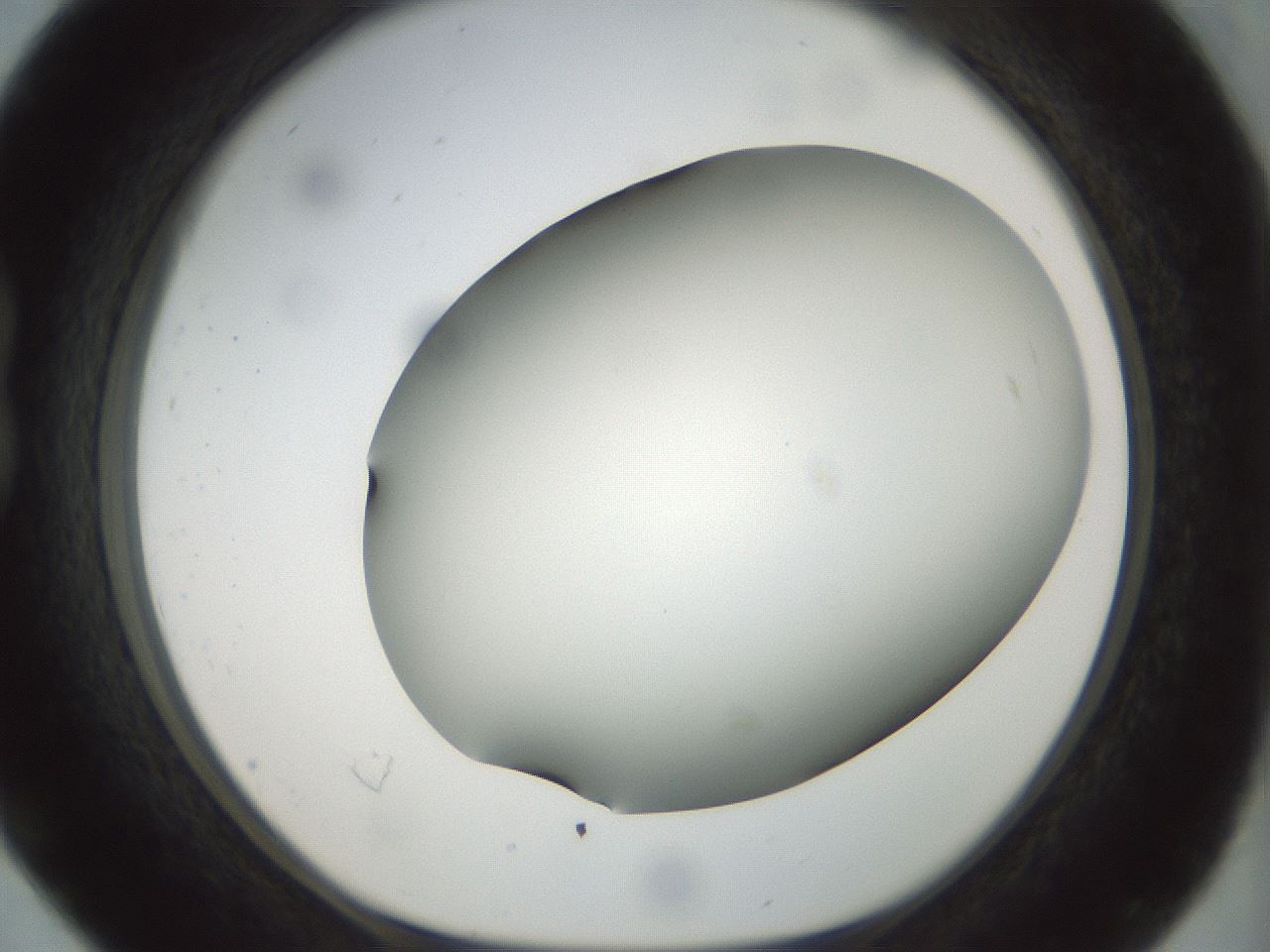 folderID298_plateID1298_batchID4298_wellNum16_profileID1_d1_r78215_ef.jpg