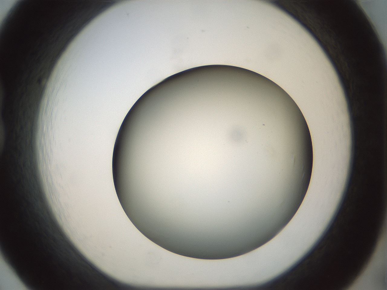 folderID298_plateID1298_batchID4298_wellNum20_profileID1_d1_r78219_ef.jpg