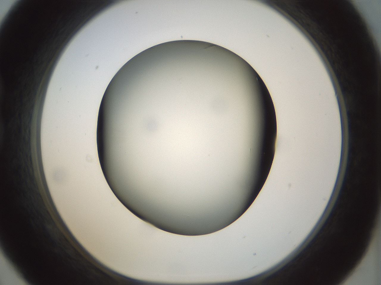 folderID298_plateID1298_batchID4298_wellNum21_profileID1_d1_r78220_ef.jpg