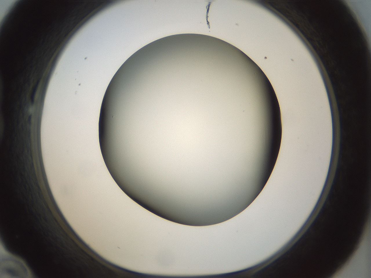 folderID298_plateID1298_batchID4298_wellNum22_profileID1_d1_r78221_ef.jpg