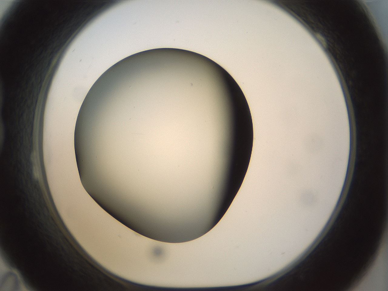 folderID298_plateID1298_batchID4298_wellNum23_profileID1_d1_r78222_ef.jpg