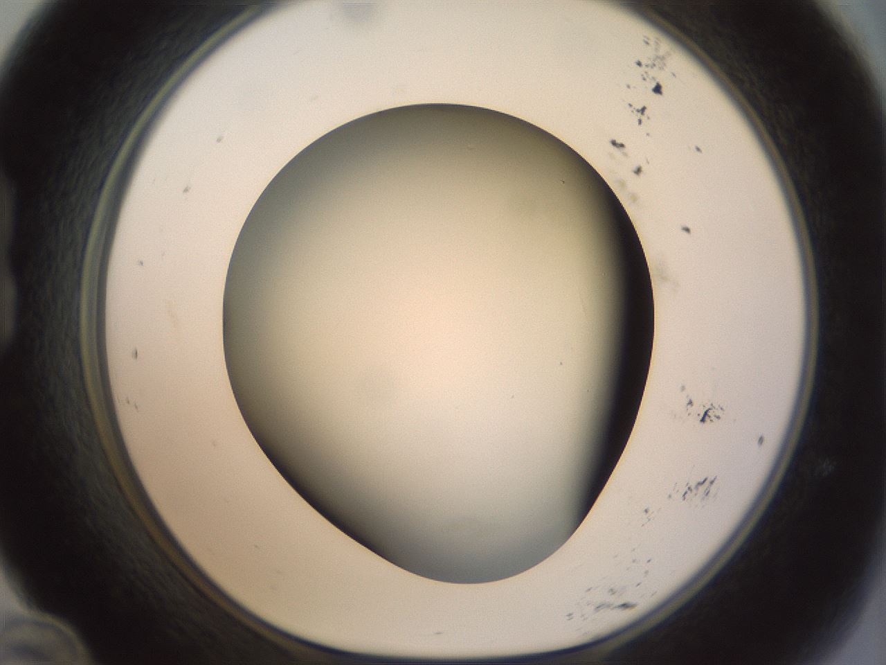 folderID298_plateID1298_batchID4298_wellNum24_profileID1_d1_r78223_ef.jpg
