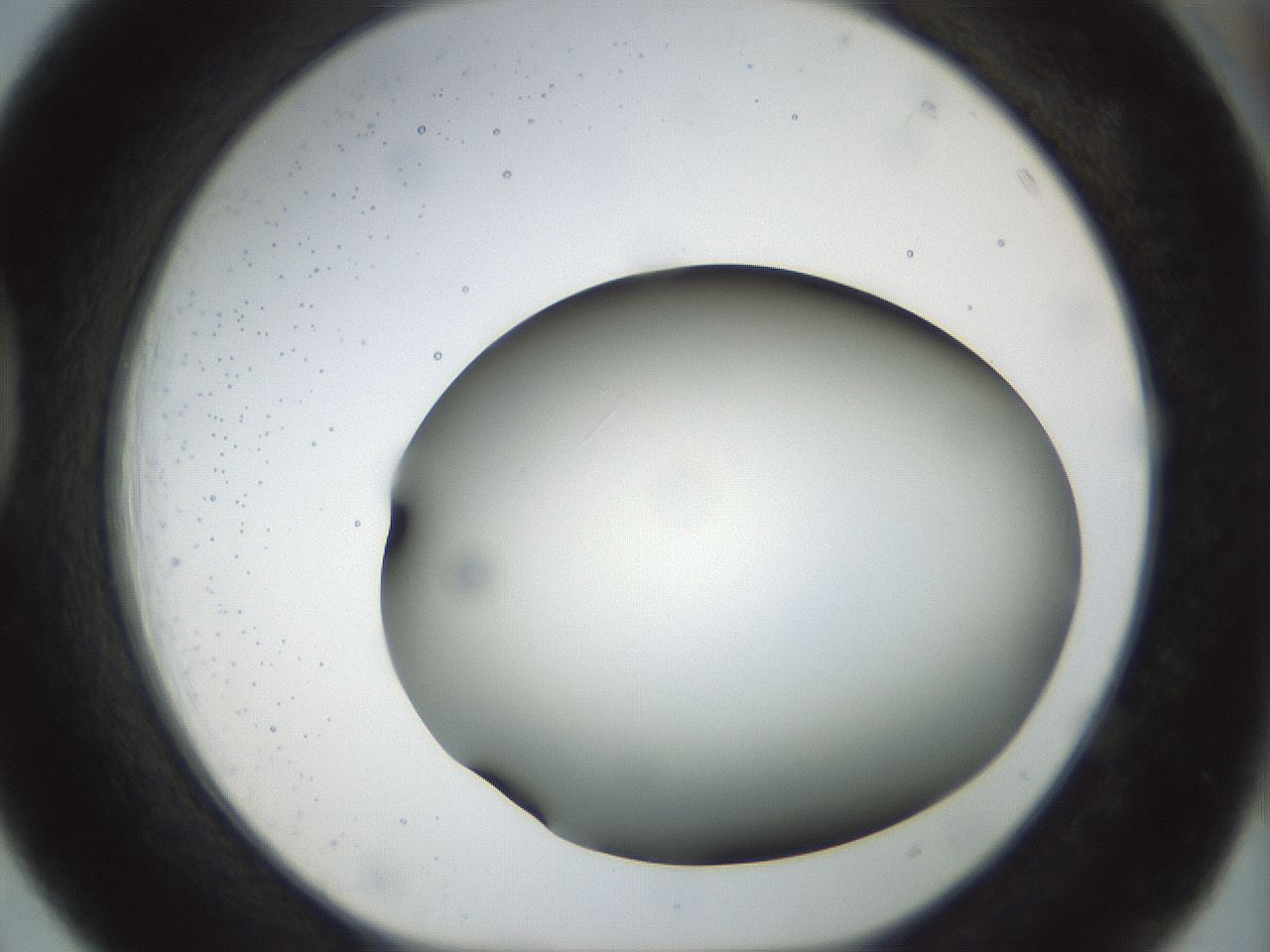 folderID298_plateID1298_batchID4298_wellNum39_profileID1_d1_r78238_ef.jpg