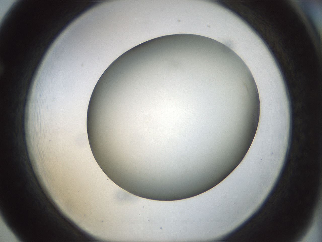 folderID298_plateID1298_batchID4298_wellNum65_profileID1_d1_r78264_ef.jpg