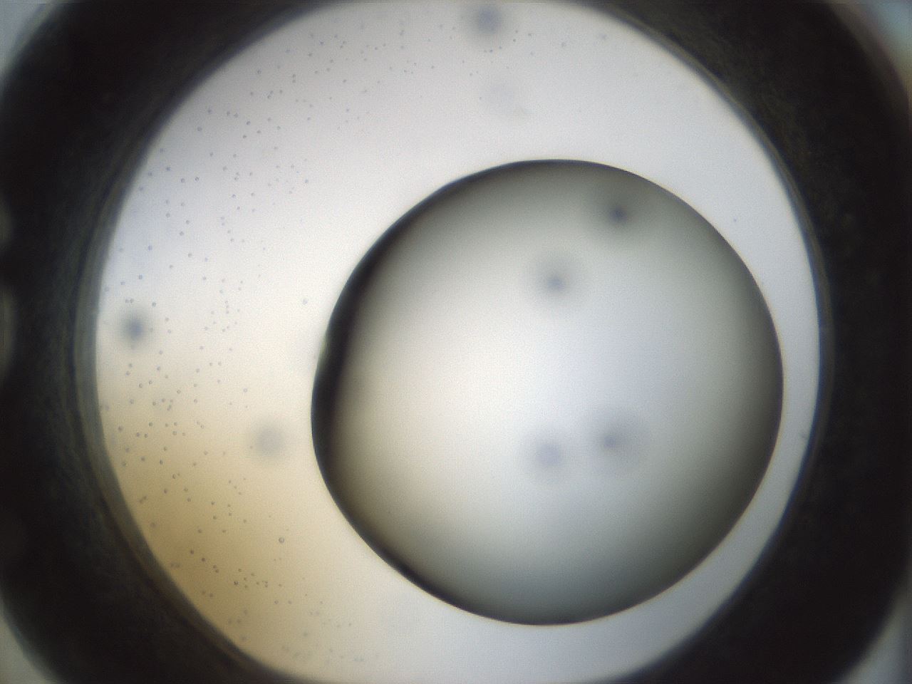 folderID298_plateID1298_batchID4298_wellNum74_profileID1_d1_r78273_ef.jpg