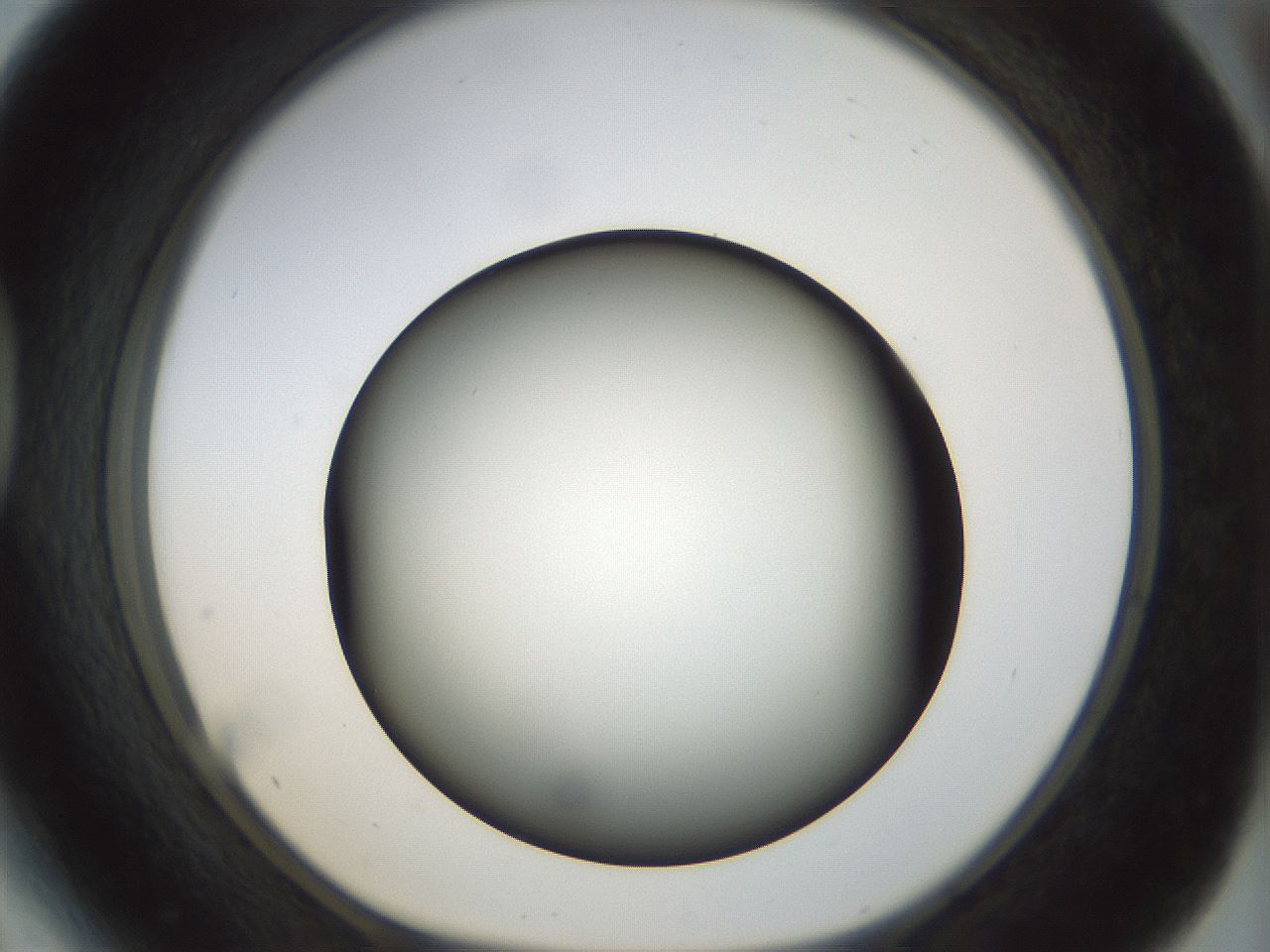 folderID298_plateID1298_batchID4298_wellNum41_profileID1_d1_r78240_ef.jpg