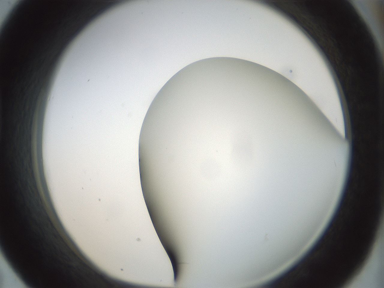 folderID298_plateID1298_batchID4298_wellNum43_profileID1_d1_r78242_ef.jpg